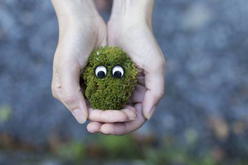 animal de compania manos ojos saltones hierba verde animal de compañía