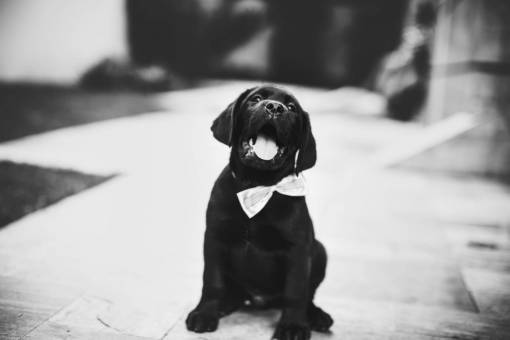 mascota adorable feliz labrador negro perro animal cachorro mascota pajarita