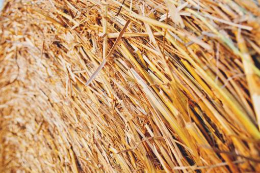 hen haystack  hay  farm  nature
