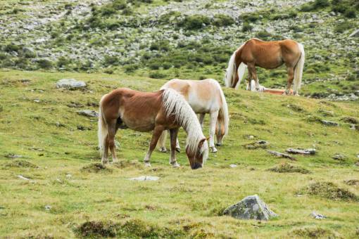 caballos caballos animales pelo melenas campos de hierba