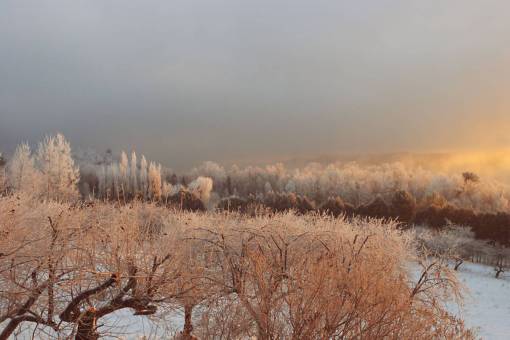 congelado hielo congelado helada frío nieve invierno árboles