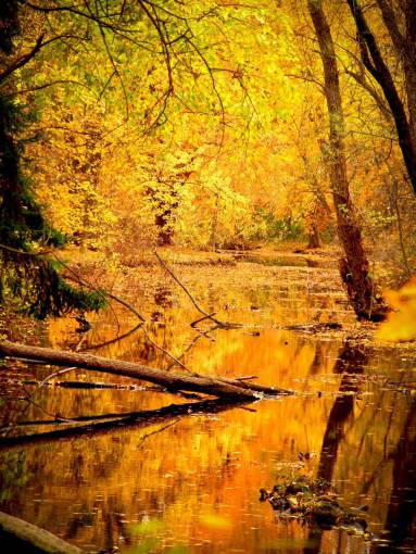 lake  water  trees  forest  woods  nature  branches