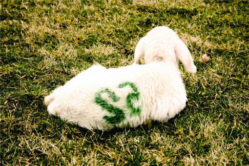 lambs lamb  animal  farm  grass
