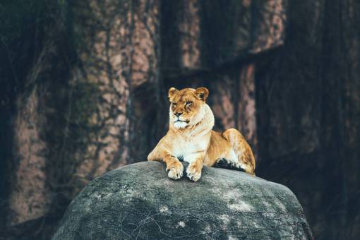 fauna silvestre leopardo animal rock naturaleza oscuro difuminar fauna silvestre