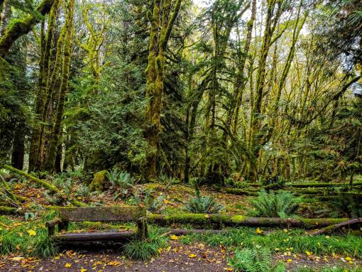 lush lush  forest  hiking  trail  woods  trees  moss