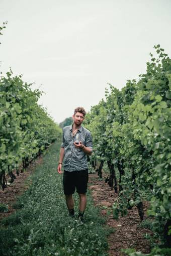 vineyard man  wine  vineyard  nature  outdoors  person  alcohol