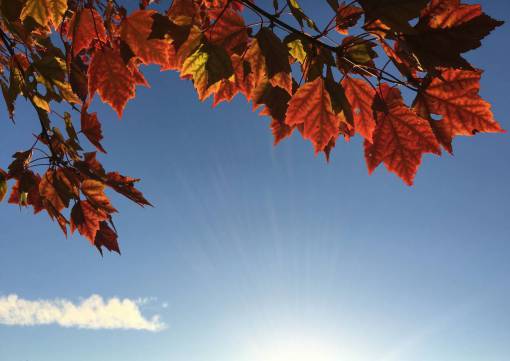 maple leaf  leaves  trees  nature  autumn  fall  sunshine