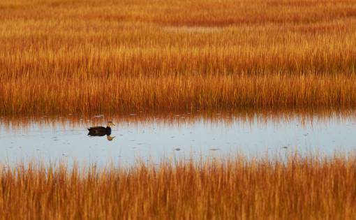 laguna pantano campo naturaleza pato agua pájaro animal