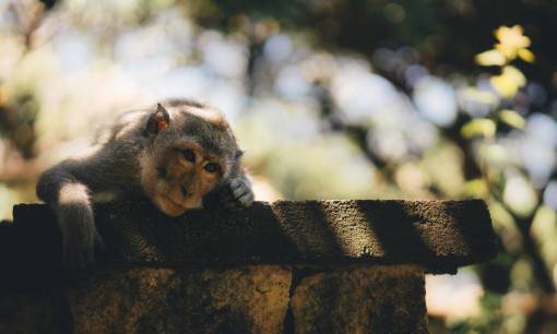 monk monkey  animal  pet  zoo  forest  wildlife  sad