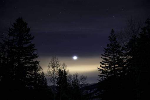 moon  light  stars  night  trees  plant  nature