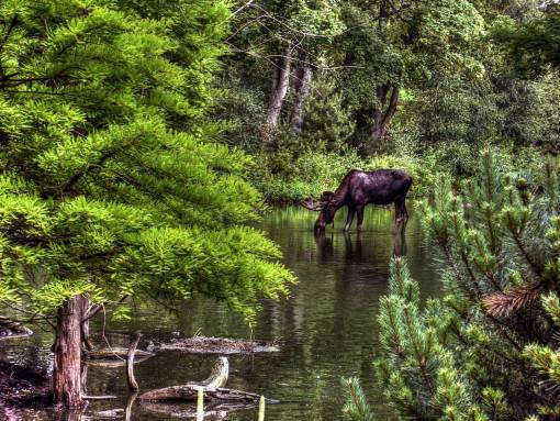 alce animal río agua naturaleza árboles bosque