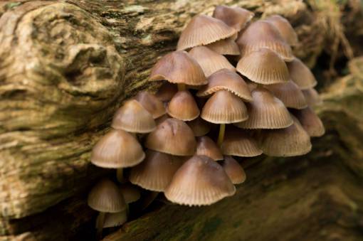 mushroom mushrooms  fungi  forest  nature
