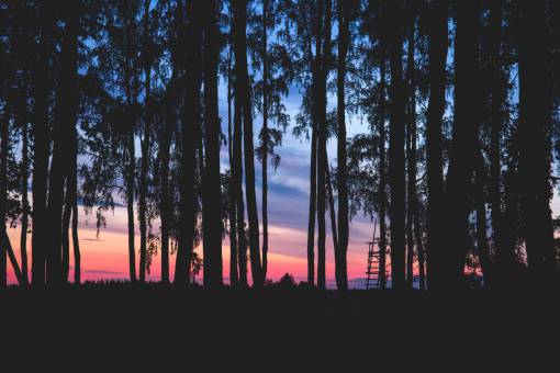 nature  landscape  forest  trees  bark  branches  leaves