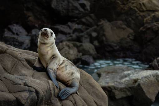 sealing nature  water  rocks  animals  seal
