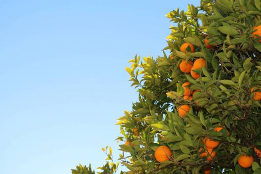 naranja azul naranjas frutas árbol hojas cielo azul