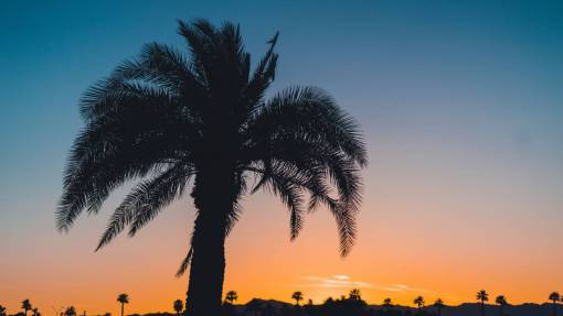 palmeras naturaleza plantas cielo nubes puesta de sol