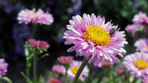 mosca insecto mosca flor rosa