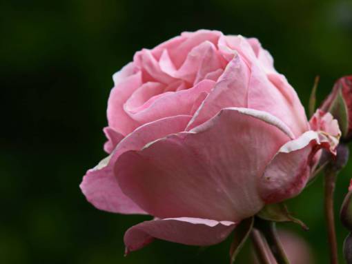 pink  rose  macro  flower  bloom  petal  flora