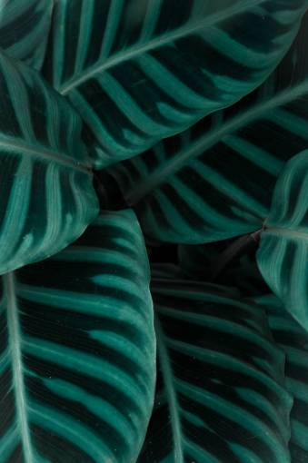 vegetacion planta hoja texturas patrón cerrar naturaleza oscuro
