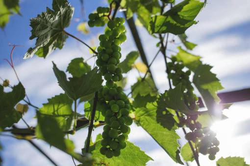 cluster plantas naturaleza frutas vides uvas racimo hojas