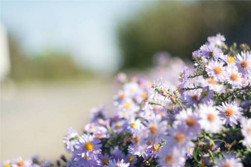 daisy purple  daisies  flowers  garden
