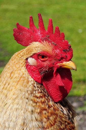 pollo gallo gallo granja de animales