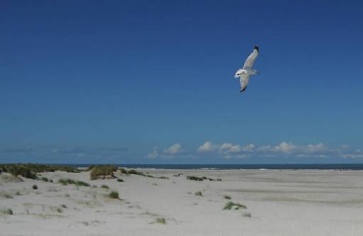 alas gaviota pájaro alas volando playa arena agua