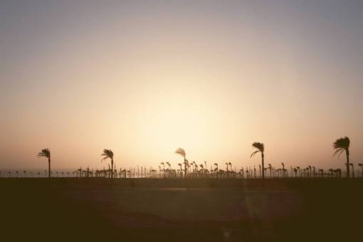 boardwalk sky  sun  palm trees  beach  water  ocean  boardwalk