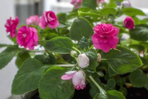 pequeno jardin rosa pequeña rosa rosas cxolor jardin