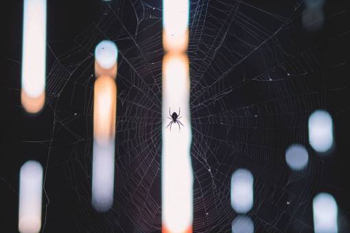 web telaraña, insecto, bokeh