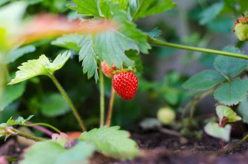 strawberries strawberry  farm  garden  field  nature  plant  green
