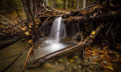 corriente corriente agua verde árboles planta madera naturaleza