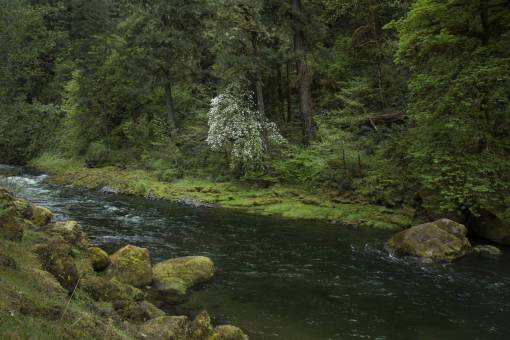 flujo de aire corriente de agua bosque río flujo naturaleza árboles