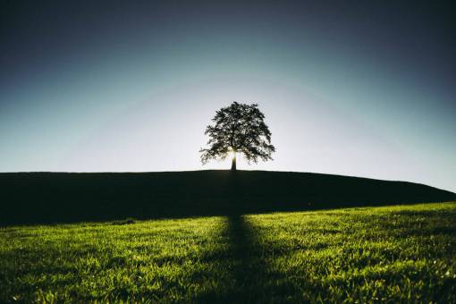 summer  tree  shadow  field  alone  nature  landscape