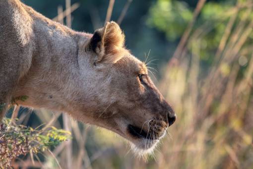 carnivores tiger  cat  animal  wildlife  woods  plants  grass