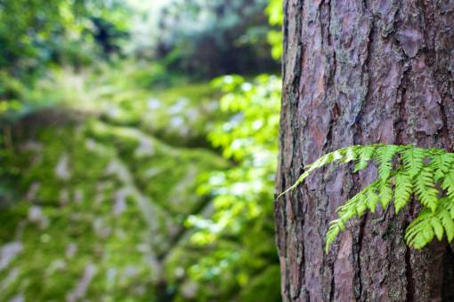 tree trunk  bark  leaves  nature  forest
