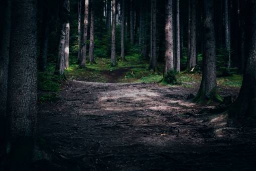 root trees  wood  forest  green  grass  roots  plants