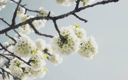 white  flower  bloom  blossoms  nature  plant  sky
