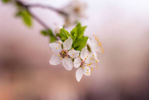 ramo de flores pétalos blancos flor florecer flores difuminar árbol