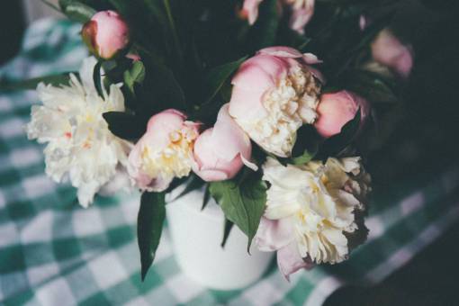 blanco rosa pétalo rosas flor planta naturaleza
