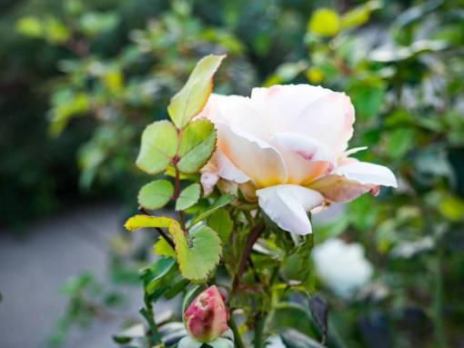rosas blancas pétalo jardín de flores naturaleza planta
