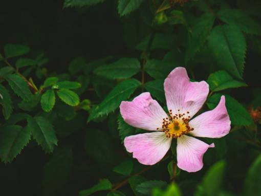 wild  rose  flower  garden  nature  close up  minimal
