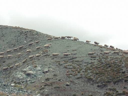 sheep wild  sheep  animals  mountain  rocks  dirt
