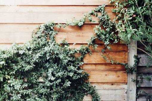 wood  siding  house  vines  leaves  green
