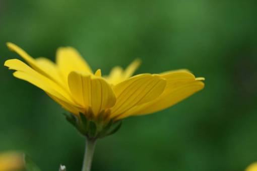 yellow  flower  close up  garden  fresh  nature  outdoors