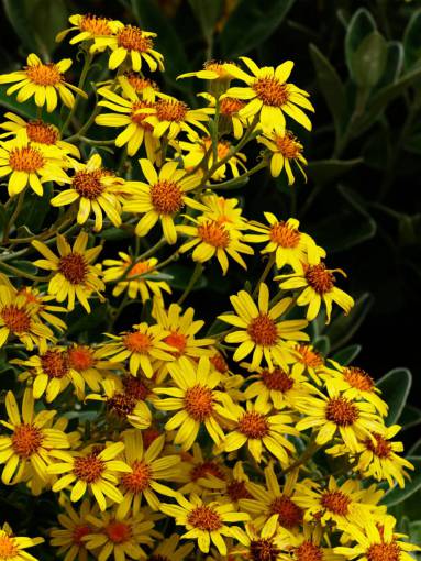 daisy yellow  flowers  nature  outdoors  spring  summer  bloom
