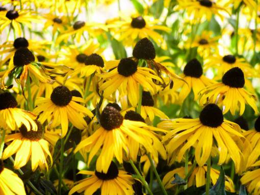 sunflower yellow  sunflowers  garden  nature
