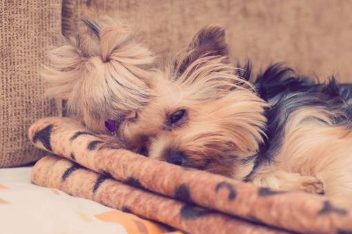 dormir Yorkie Yorkshire Terrier cachorro de perro lindos animales para dormir