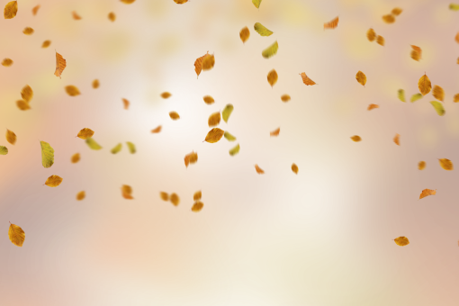  abstract png yellow backgrounds Autumn Leaves overlay nature