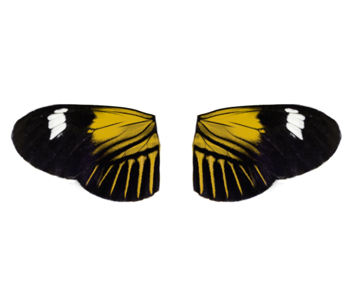  animal Butterfly insect butterfly nature overlay png